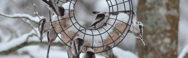 Rohelised Sõnumid: Aialinnuvaatlusel osalemine on linnusõbra auasi