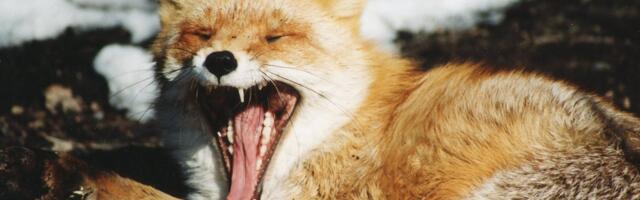 SUUR KEVADEENNUSTUS | Millal kord kevadsoe saabub?