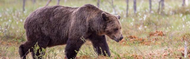 Halduskohus: karujahi piirangud kaotatakse, jaht võib alata
