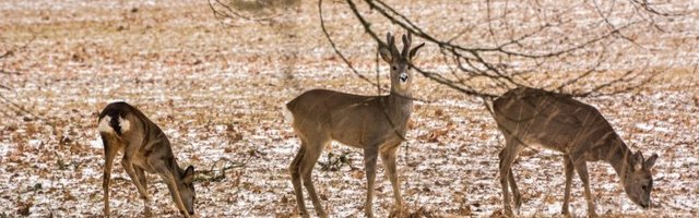 Kuusalus sõitis auto teele jooksnud kitsede tõttu kraavi