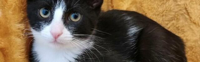 Varjupaikade MTÜ selle nädala staar on Camilla Võru varjupaigast