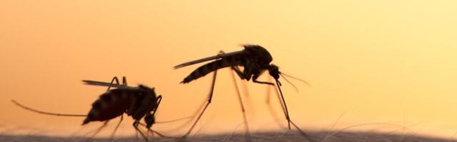 Kas tänavune aasta tuleb eriti sääserohke? Vastab putukateadlane Urmas Tartes