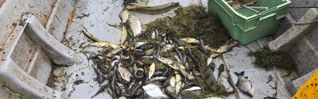 Seadusemuudatus ei luba kaluril inimesele korraga üle 10 kilo kala müüa