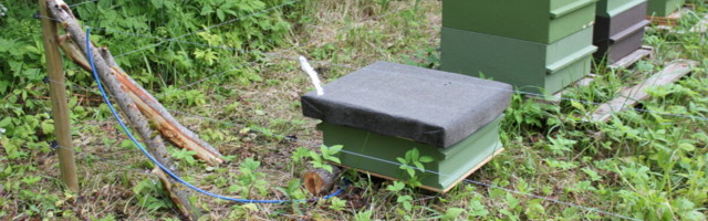 Keskkonnaamet soovitab: karude eest kaitseb tarusid kõige paremini elektrikarjus