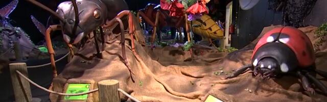 Tartus Ahhaa keskuses on näitusel hiiglaslikud putukad