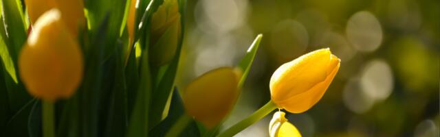 Aprillikuu horoskoop: mida toob see kuu sinu tähemärgile?