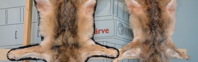 Tänasest tohib taas kõikjal Eestis hunte küttida