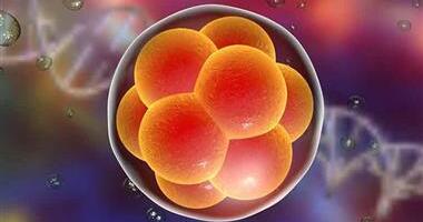 Teadlased loovad “elu” ilma sperma või munadeta