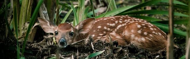 EJS: kevadisel perioodil ei tohiks metsloomi häirida