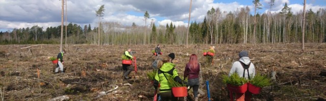 Uuring: 86% elanikest peab metsa- ja puidusektorit Eesti majandusele oluliseks valdkonnaks