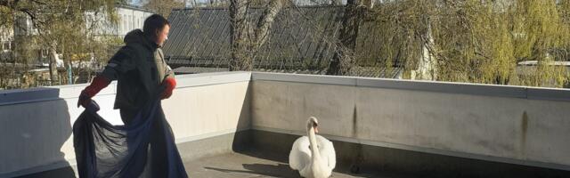 Haapsalu kortermaja terrassile prantsatas luik