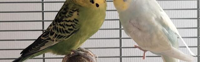 TV3 VIDEO | Tartlanna Carolyna kasvatab mitmel alal andekaid papagoisid