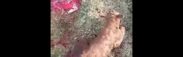 Miks vaatab VTA loomapiinamisele läbi sõrmede?