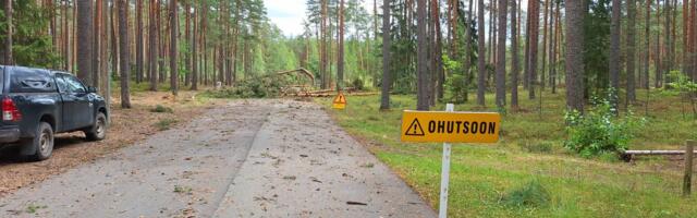 Kubija terviserajale langenud puude koristamisest