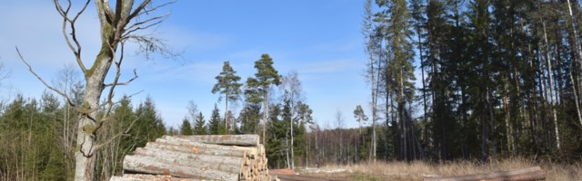 Haapsalu volikogu taotleb ministrilt Paralepa metsale riiklikku kaitset