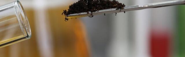 MullaAkadeemia: miks mullaproovid on nii aias kui põllul võtmetähtsusega?