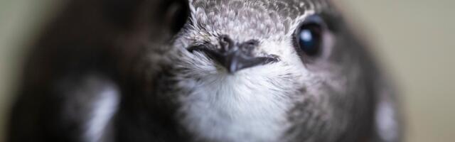 2026. aasta lind on piiritaja