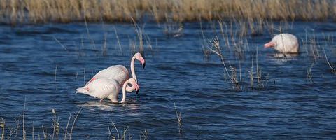 Fotouudis: Ornitoloog püüdis Matsalus pildile kolm flamingot