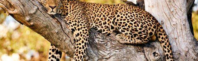 16. november: Jäär rühib jõuliselt edasi, Kaalud peavad langetama tähtsa otsuse