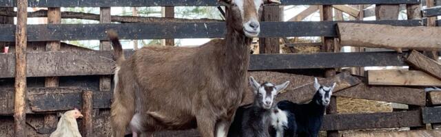 Mart Kase: elu läheb edasi