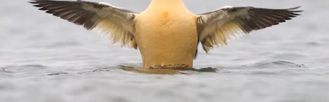 Kilvar Kessler NÄDALA FOTO