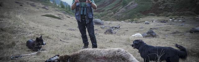 Juustust, huntidest ja pornost – Kumu Dokumentaal avab uue hooaja