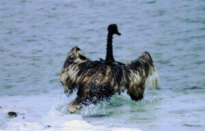 Lõpparve Peeter Esimesele