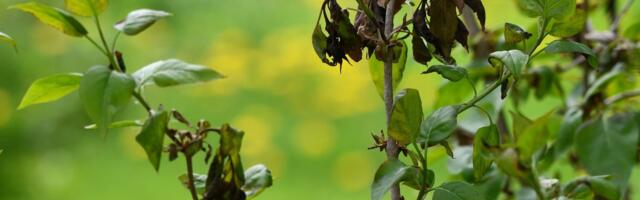 LUGEJA KÜSIB | Mida teha külmavõetud sirelitega?