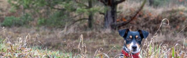 Koerad jahimeestele appi: uus relv seakatku vastu