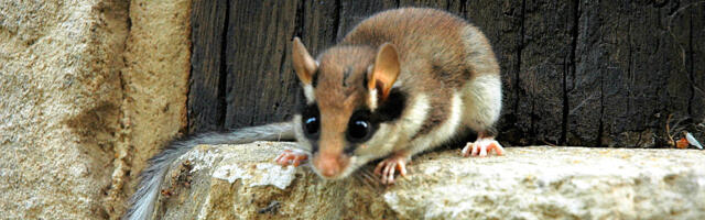Keskkonnaamet kinnitas lagritsa kaitse tegevuskava