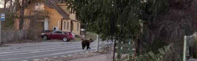 Suure-Jaani linnavahel kolas hommikul ringi üks suur karu