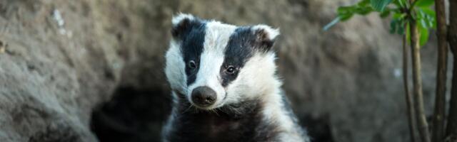 VIDEO | On ikka pätt! Vaata, kuidas priske mäger maja terrassilt kassitoitu varastab