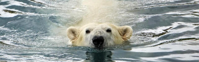 KÄESOLEVAL KUUL OODATAKSE TAANIST KAHTE JÄÄKARU TALLINNA LOOMAAEDA