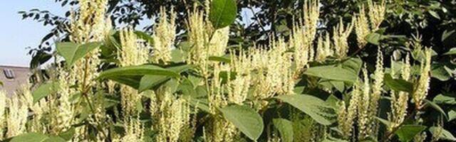 Kliimaministeerium paneb maaomanikele kohustuse võõrliike tõrjuda