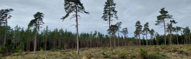 Riik karistab metsaühistuid digilahenduste kasutamise eest. Miks?