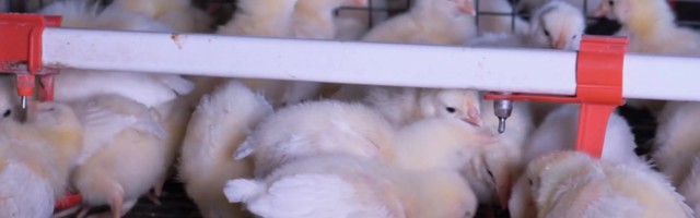 Reporter: Lääne-Virumaal tuvastati linnugripp