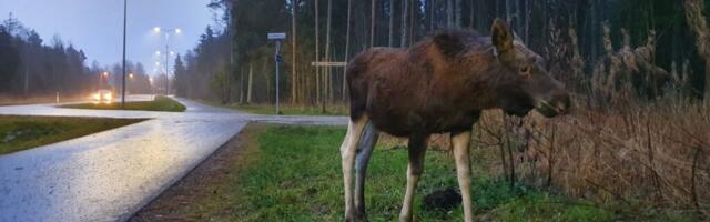 VANA KULD! Viimsilase Märt Puusti tabamus võidutses konkursil „Metsik linn“