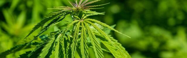 OTSUS | Kohus mõistis hiidlase süüdi narko-ja relvakuriteos