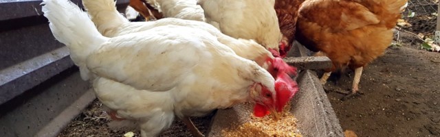 Kuidas töötab PCR-test, võttes näiteks kanala?