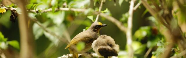 RMK lükkas linnurohketes metsades lageraiete tegemise edasi