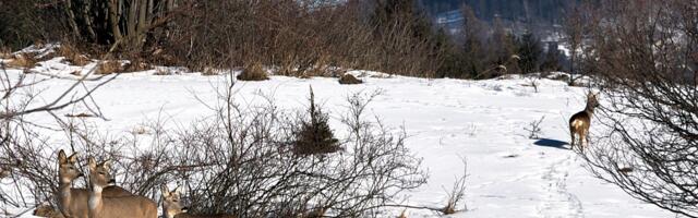 Türi vallas toimunud liiklusõnnetusel hukkus kaks metskitse