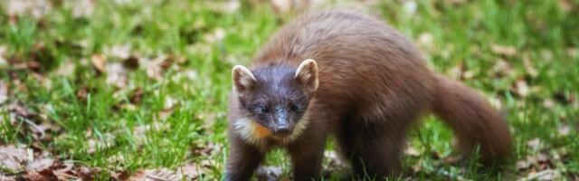 VIDEO | Aiamaale paigutatud kaamera jäädvustas mänguhoos nugised