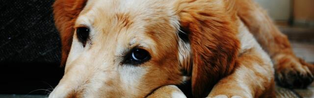 Nahaalused mügarikud ja punnid koertel – mida peaks neist teadma?