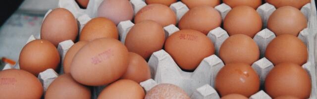 Läti linnufarmi üritati mitu korda sisse murda. Luuramas käidi ka droonidega