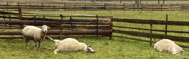 Lambakasvataja sügis: ,,Sain hommikul kõne, et enamus mu lambaid on surnud, teistel kõrid katki ja soolikad väljas“