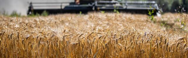 Läti tahab keelustada Venemaa vilja impordi ELi: „Tegu võib olla Ukrainast varastatud saagiga“