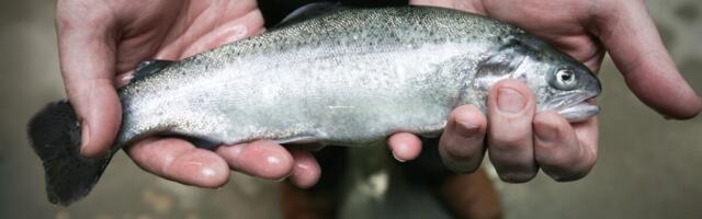 MES avas uued laenumeetmed kalandusesektorile suunatud investeeringuteks