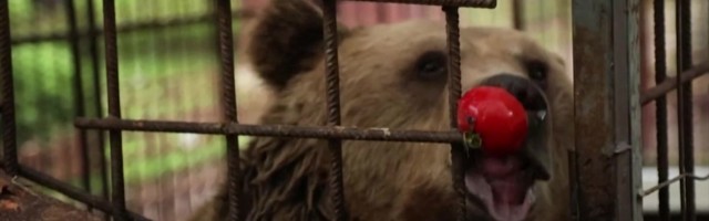 Reporter: Pisikeses puuris elanud karu saab viimaks vabadust nautida