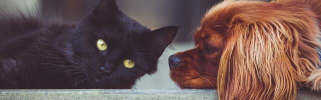 Kuidas kaitsta aastavahetusel neljajalgseid pereliikmeid?