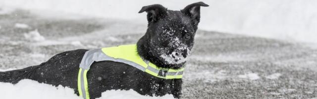 Kevadine jää on eluohtlik: Kehras hukkus vooluga jää alla liikunud koer
